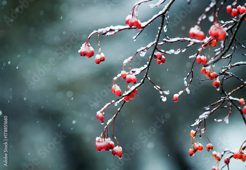 bright red Rowan berries in the garden are covered in raindrops and crystal snow