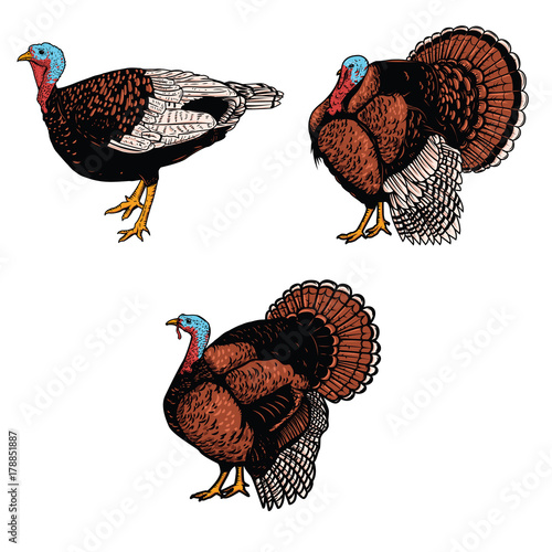 Set of turkey illustrations isolated on white background. Design elements for emblem, sign, poster, banner, card. Vector illustration