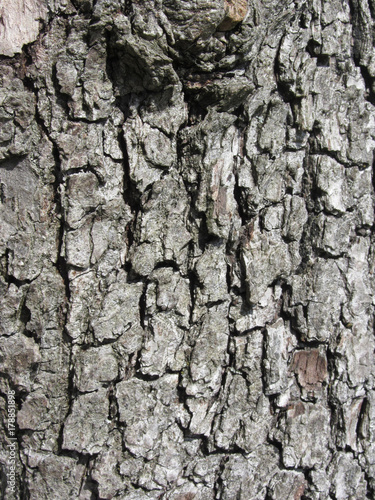 Pear tree bark texture background