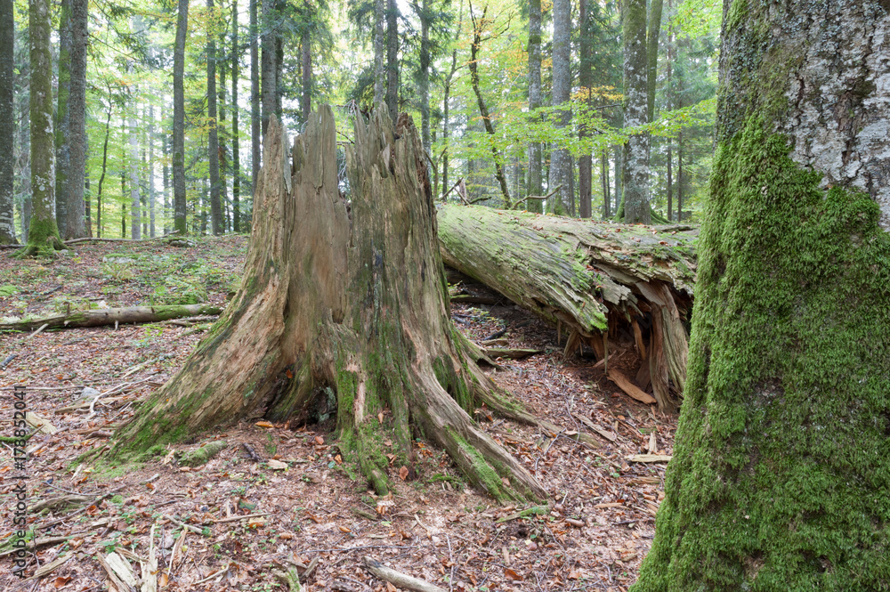 Fototapeta premium Jungle in the Austrian Eastern Alps