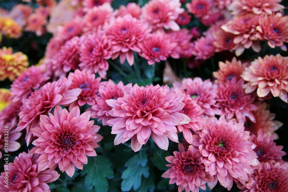 Chrysanthemen Chrysanthemen