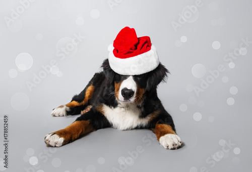 A dog in a Santa hat. Beautiful puppy Bernese shepherd on grey background. New year.