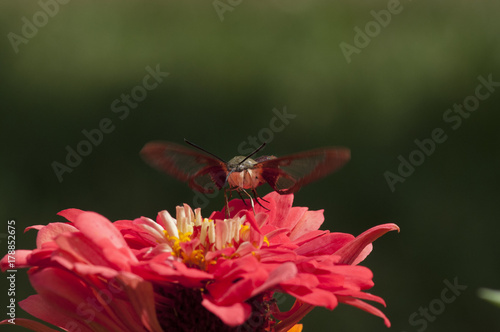 A clearwing Sphinx moth Sphingidae, feeds on a flower. photo
