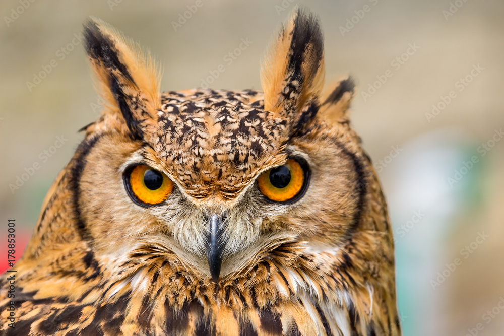 Staring owl eyes and beak Staring owl eyes and beak