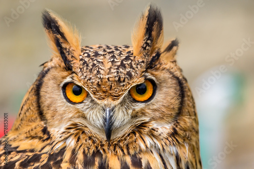 Staring owl eyes and beak