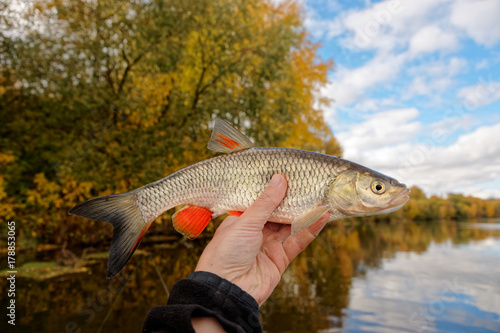 Fototapeta Naklejka Na Ścianę i Meble -  Chub in fisherman's hand, autumn catch