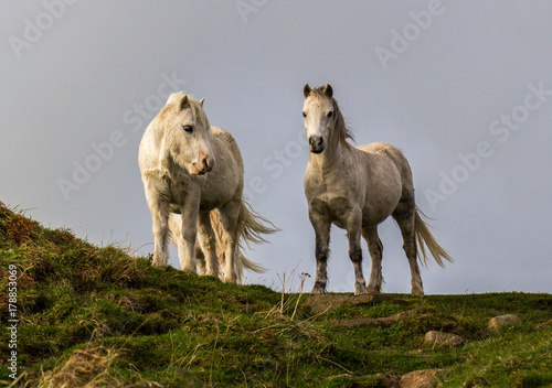 Dramatic shot of wild white ponies photo