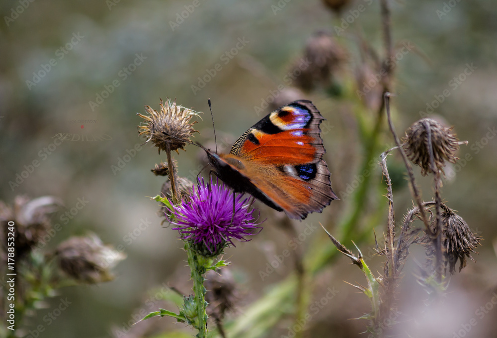 Obraz premium A Flower and a Butterfly