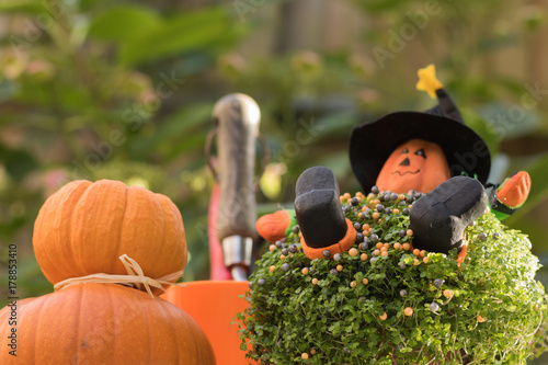 Pumpkins, green plant, image of gardener with a face of a cheerful Halloween pumpkin, garden tools are in a garden. Greeting card with autumn & happy Halloween. 
