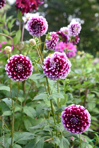 Fototapeta Naklejka Na Ścianę i Meble -  Dahlia pompon rouge et balnc en été au jardin