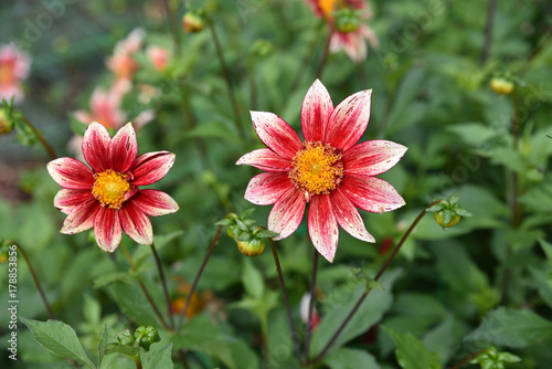 Fototapeta Naklejka Na Ścianę i Meble -  Dahlia rouge et blanc en été au jardin