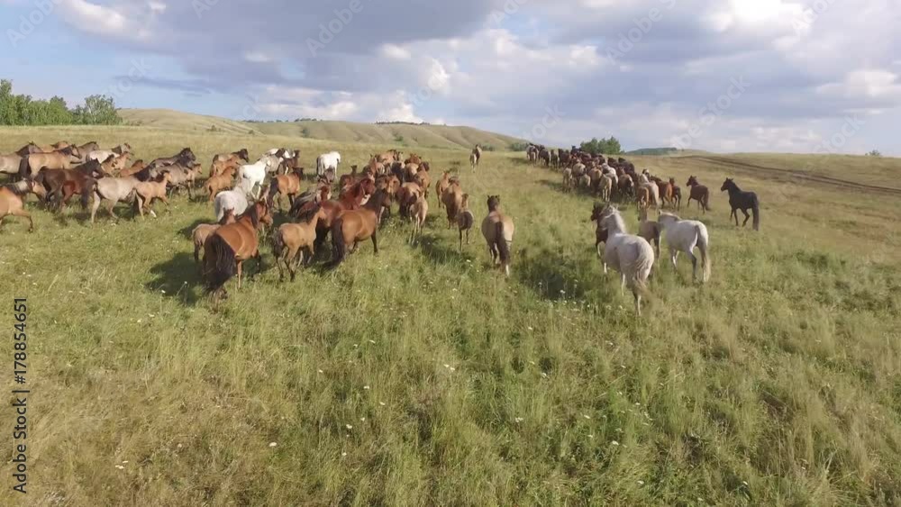 AERIAL: A herd of horses slowly moves through the fields to the hills on the horizon. Sun gently lighte landscape with green meadows, trees and white clouds. Close-up of running horses. AERIAL: A herd of horses slowly moves through the fields to the hills on the horizon. Sun gently lighte landscape with green meadows, trees and white clouds. Close-up of running horses.