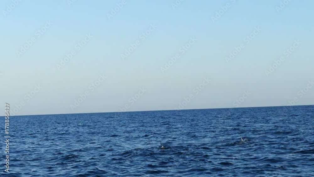 Group of dolphins passing by in front of boat in Bali, Indonesia Group of dolphins passing by in front of boat in Bali, Indonesia