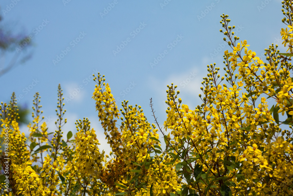 Thryallis glauca, Galphimia, Gold Shower yellow flower ornamental bloom in natural. Guatemala Thryallis glauca, Galphimia, Gold Shower yellow flower ornamental bloom in natural. Guatemala