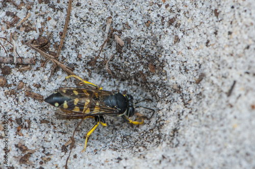 A Cicadae Killer Wasp, Sphecius speciosus, digs a hole in the sand at Lake Waccamaw State Park, North Carolina. photo
