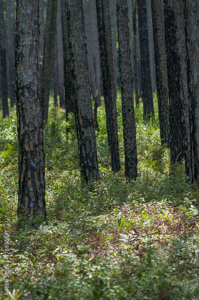 Obraz premium Pine forest in Lake Waccamaw State Park, North Caolina.