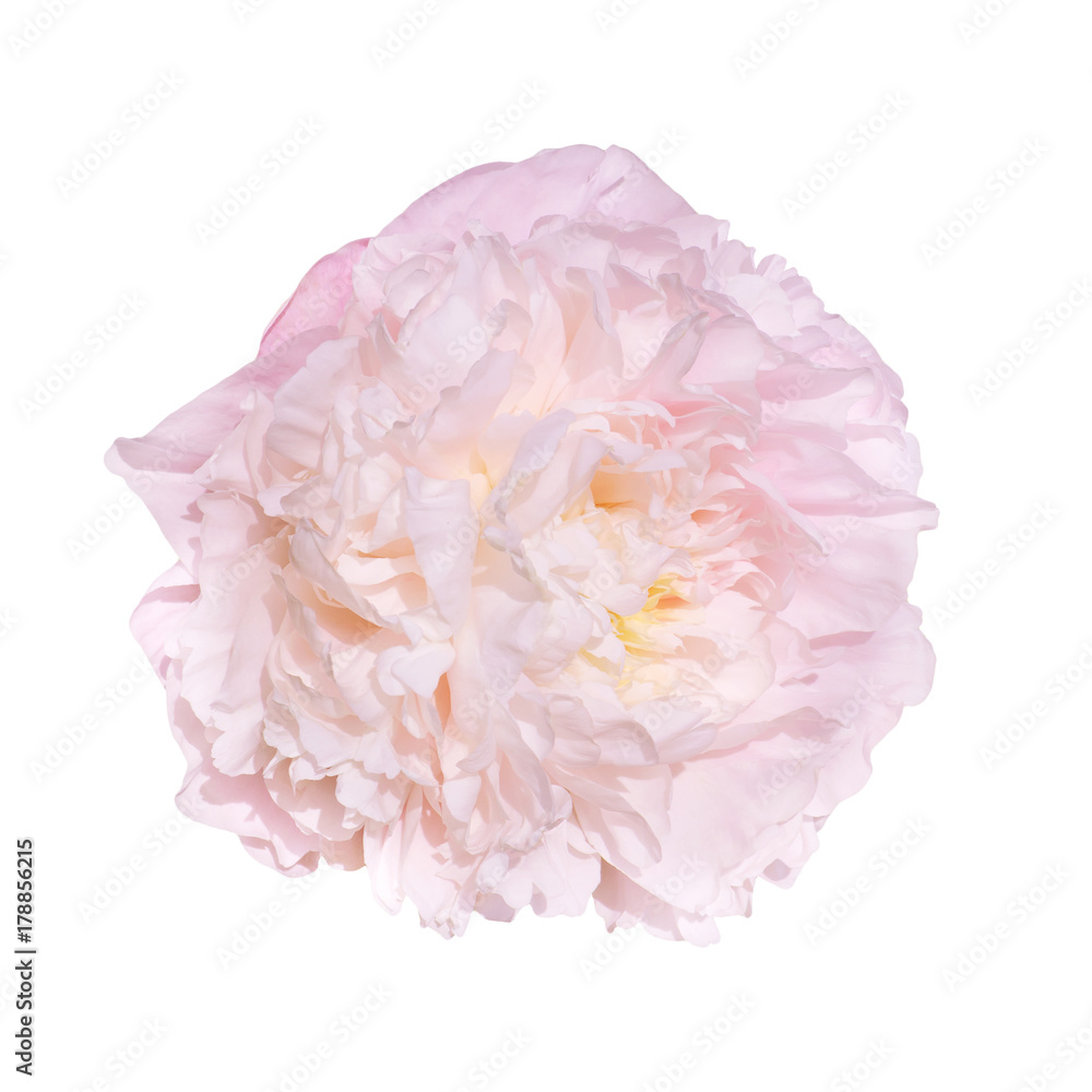 single pale pink peonies isolated on white background single pale pink peonies isolated on white background