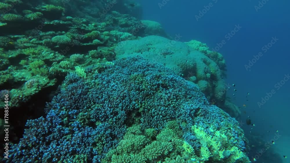 Life on a beautiful coral reef, Red sea, Marsa Alam, Abu Dabab, Egypt
Life on a beautiful coral reef, Red sea, Marsa Alam, Abu Dabab, Egypt