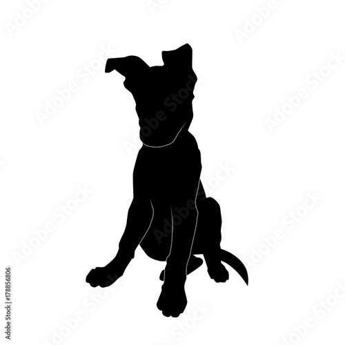 cute sitting puppy from the front silhouette