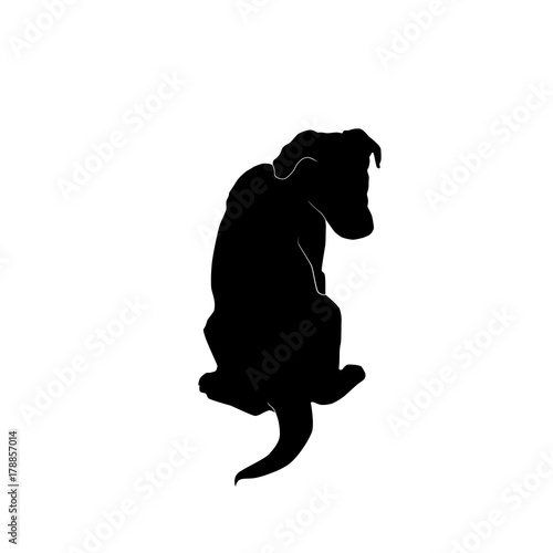 sitting puppy from behind silhouette