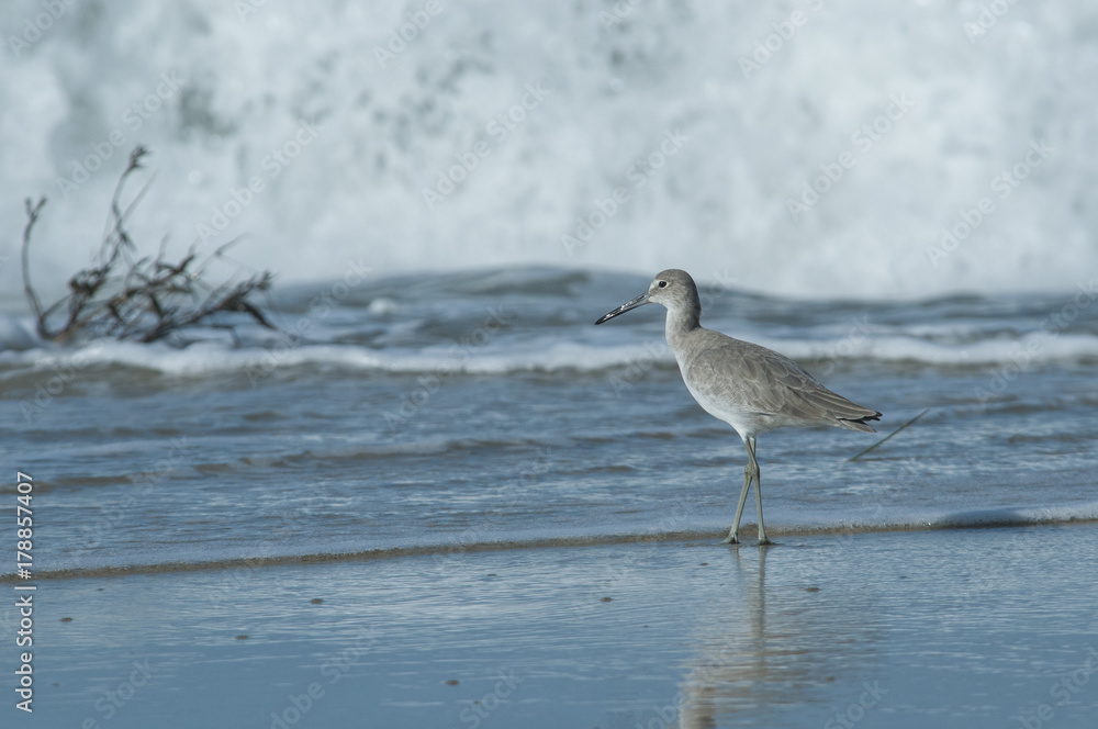 Obraz premium A Willet, Tringa semipalmata, in the surf on Harkers Island, Shakleford Banks, North Carolina