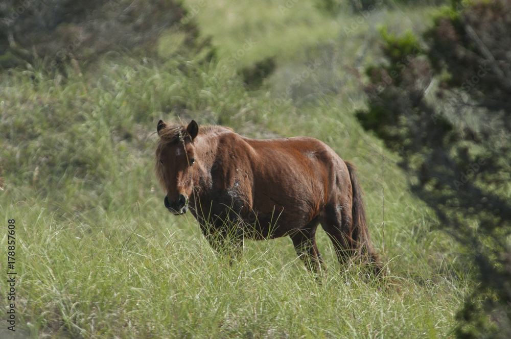 Fototapeta premium An older male wil horse shows his battle scars on Harkers Island, Shakleford Banks, North Carolina.