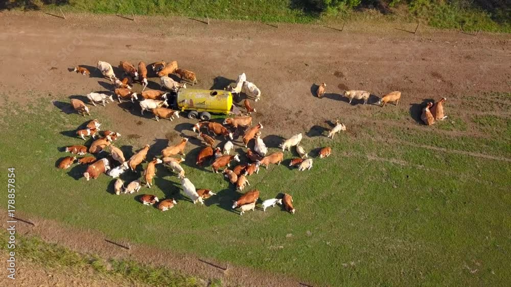 Aerial view of cows on pasture with water tank. Cattle herd from above. Drone flight over farm. Aerial view of cows on pasture with water tank. Cattle herd from above. Drone flight over farm.