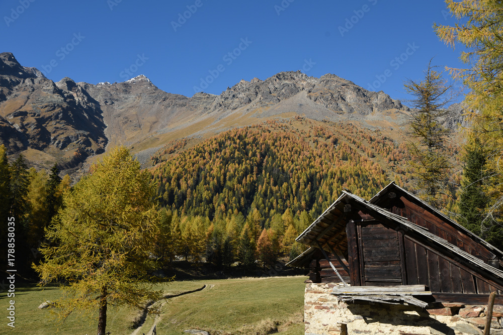 alberi autunno paesaggio montagna baita maso Alpi Trentino Italia colori d'autunno 