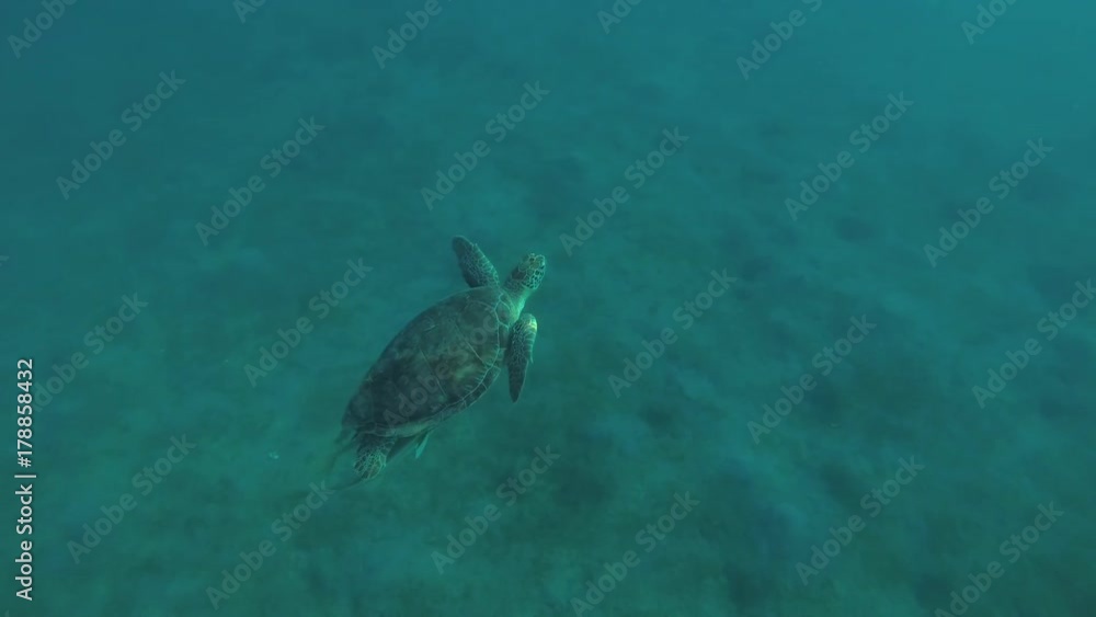Young female Green Sea Turtle (Chelonia mydas) swim in the water column and tries to get rid of fins from Remora fish (Echeneis naucrates), Red sea, Marsa Alam, Abu Dabab, Egypt
Young female Green Sea Turtle (Chelonia mydas) swim in the water column and tries to get rid of fins from Remora fish (Echeneis naucrates), Red sea, Marsa Alam, Abu Dabab, Egypt