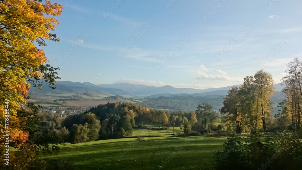 Summer landscape of young green forest