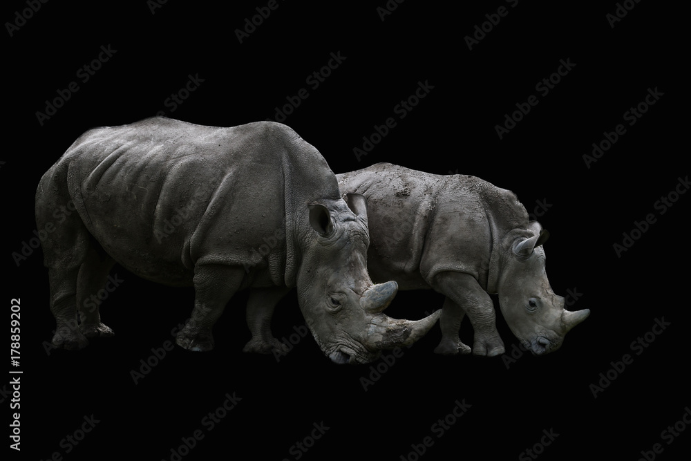 Obraz premium nashörner