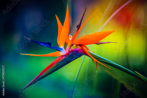 Tropical heliconia parrot flower with blurry background in all colors of the rainbow