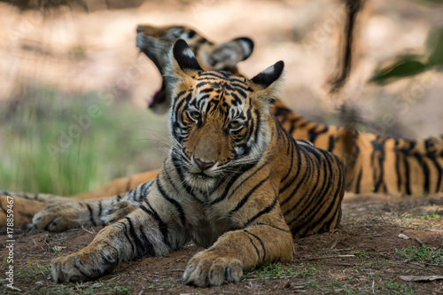 Tigress cub from ranthambore national park, india