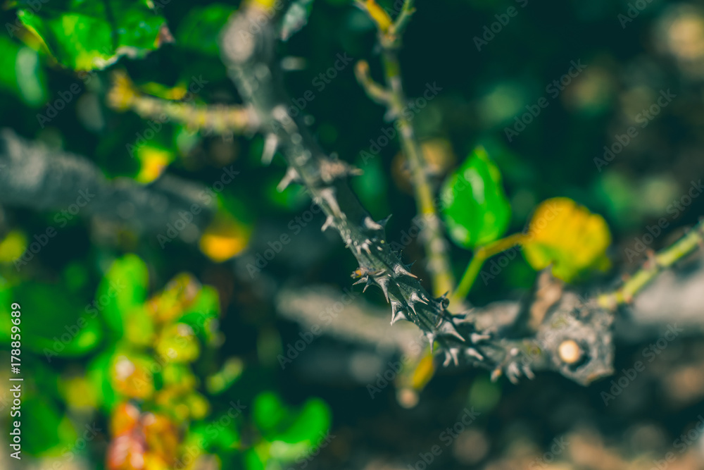 Thorns Thorns