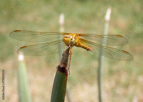 yellow dragonfly on a sheet © oljasimovic
