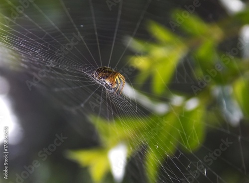 spider on the spider web