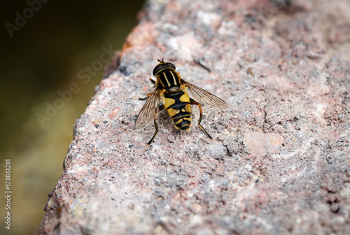 Schwebfliege auf einem Stein, Insekt, Natur © boedefeld1969