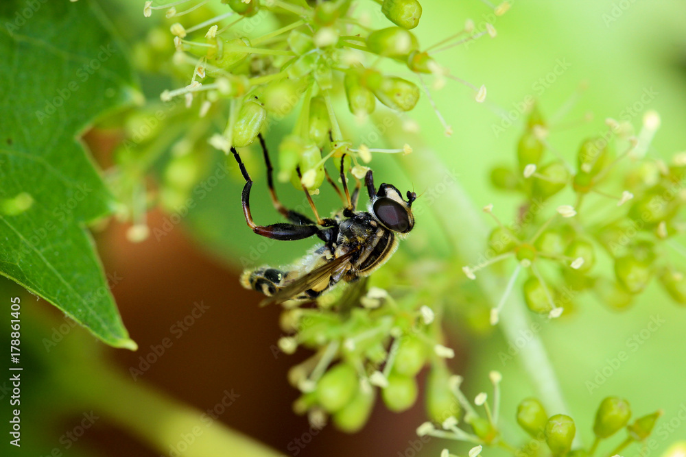 Schwebfliege auf Weinblüten, Insekt, Natur Schwebfliege auf Weinblüten, Insekt, Natur