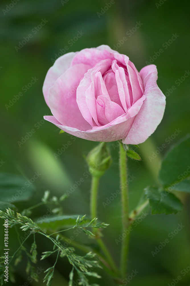 pink rose closeup on blurred green background