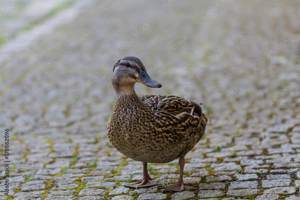 Fototapeta premium duck on cobblestone