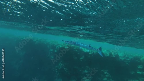 Needlefish floats under surface of water swaying in unison with the waves, Red sea, Marsa Alam, Abu Dabab, Egypt
 photo
