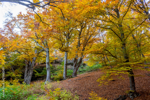 Fototapeta Naklejka Na Ścianę i Meble -  Beautiful autumn forest 11