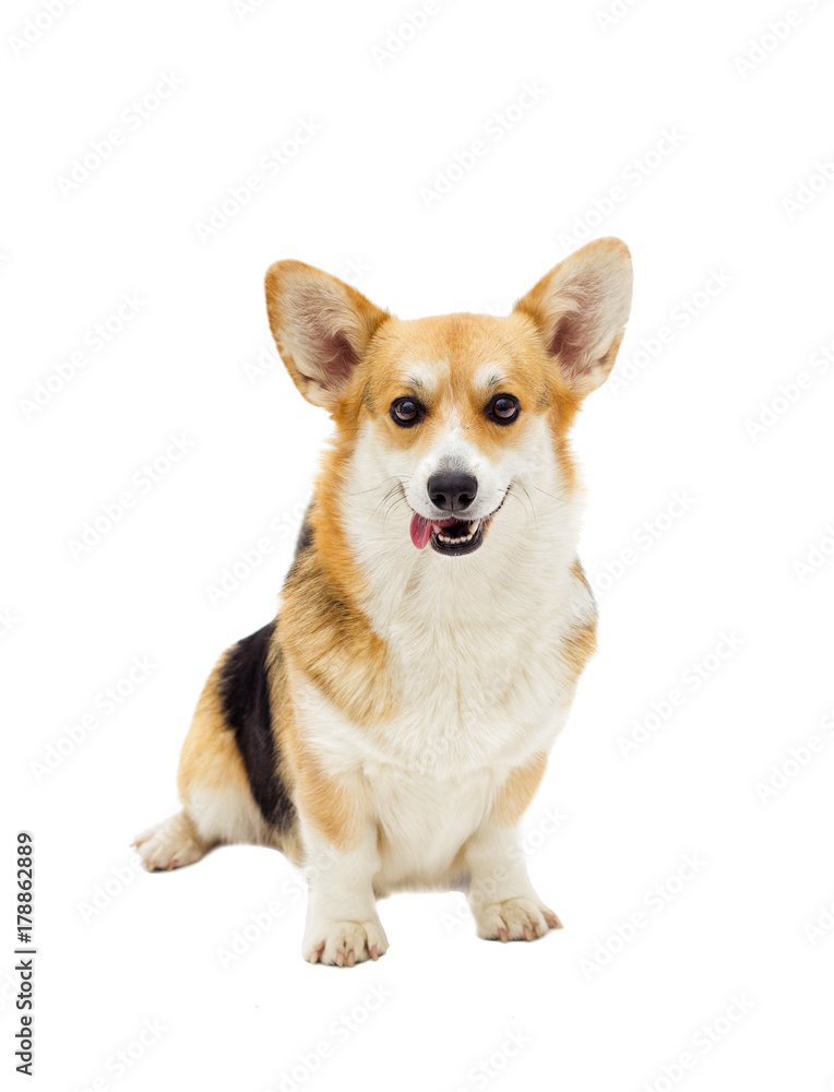 dog welsh corgi pembroke dog welsh corgi pembroke