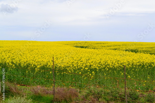Yellow Canola Fields