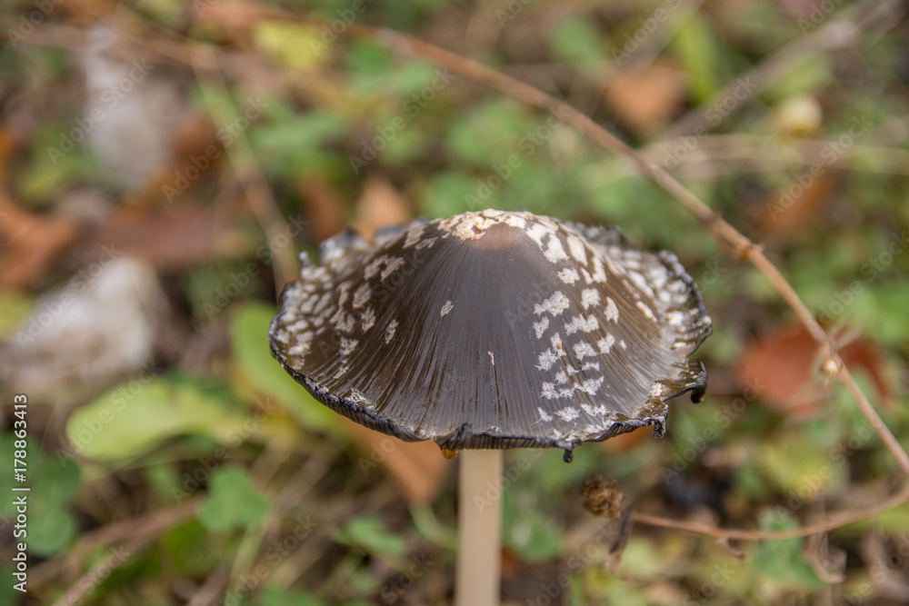 Beautiful Autumn nature colors and mushrooms Beautiful Autumn nature colors and mushrooms