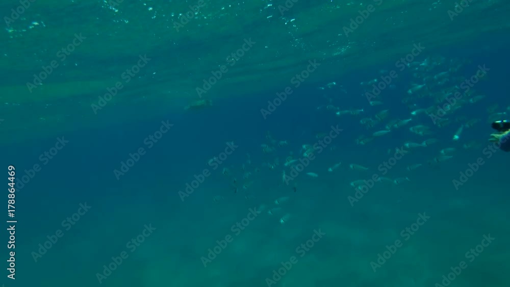 Man shooting on action camera School of Mackerel feeds plankton under surface water, Red sea, Marsa Alam, Abu Dabab, Egypt
Man shooting on action camera School of Mackerel feeds plankton under surface water, Red sea, Marsa Alam, Abu Dabab, Egypt