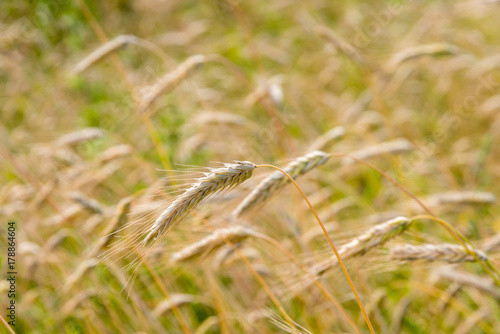 ears of wheat growing in a wheat field