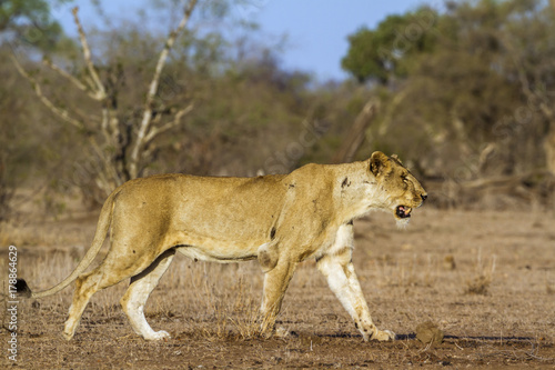 African lion in Kruger National park  South Africa