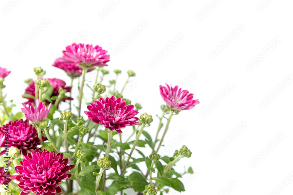 Fototapeta premium pink chrysanthemum in corner of white background