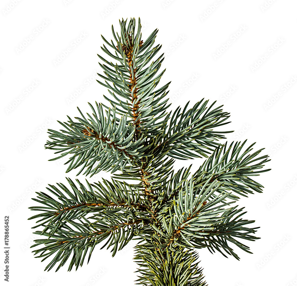 Green fir branch on white background with clipping pass